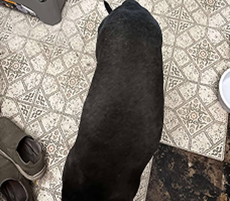 The same dog with a full, glossy black coat