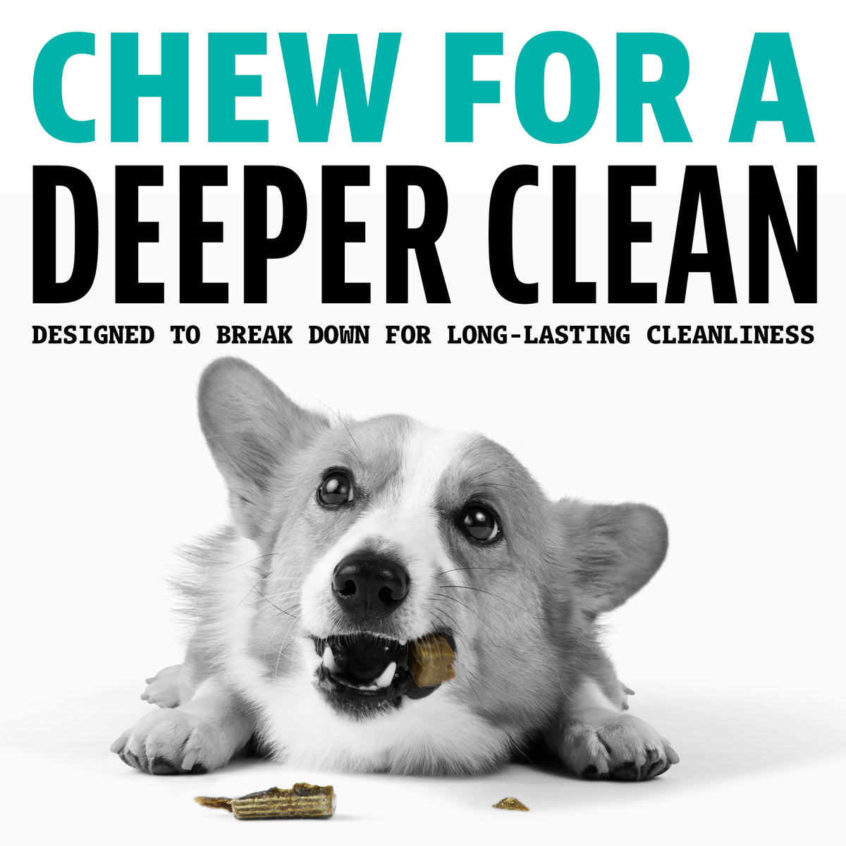 Dog chewing on a treat with text 'Chew for a Deeper Clean' on a white background