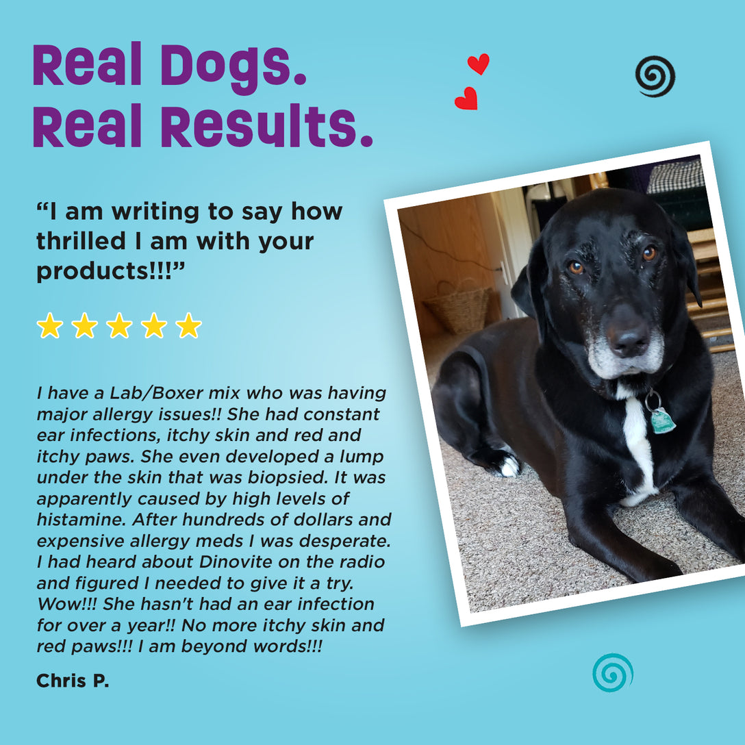 Visual Reference: Best Probiotics For Dogs Health