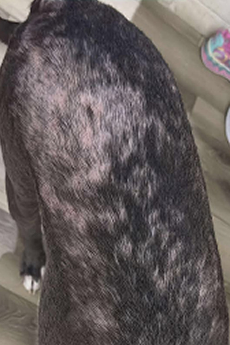 A dog's back showing patchy hair loss and irritated skin