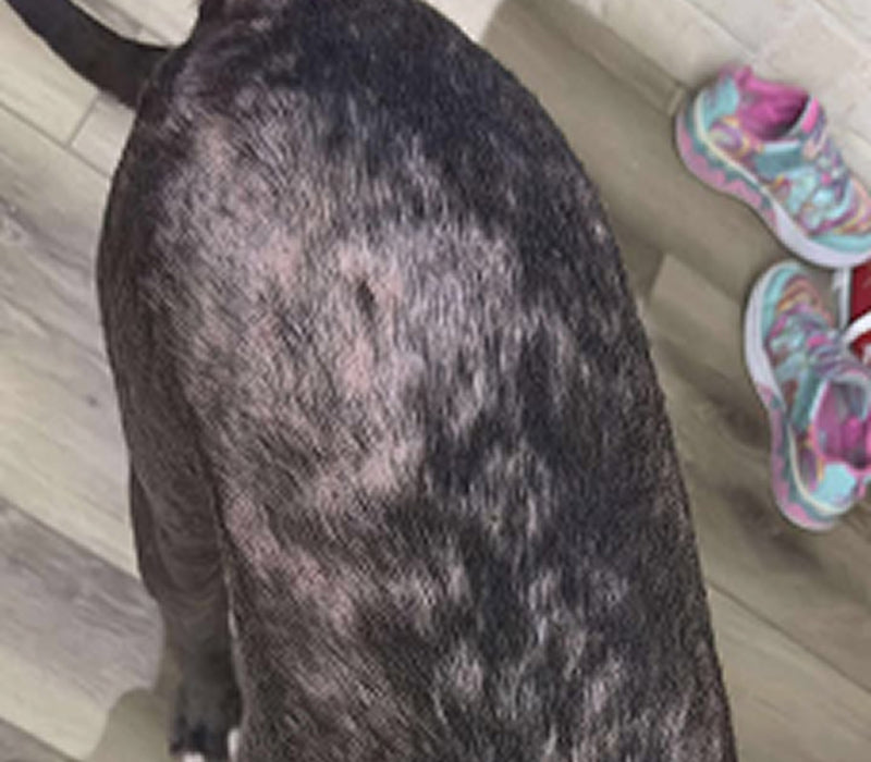 A dog's back showing patchy hair loss and irritated skin