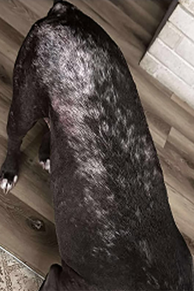 The same dog's back with the patchy areas starting to fill in