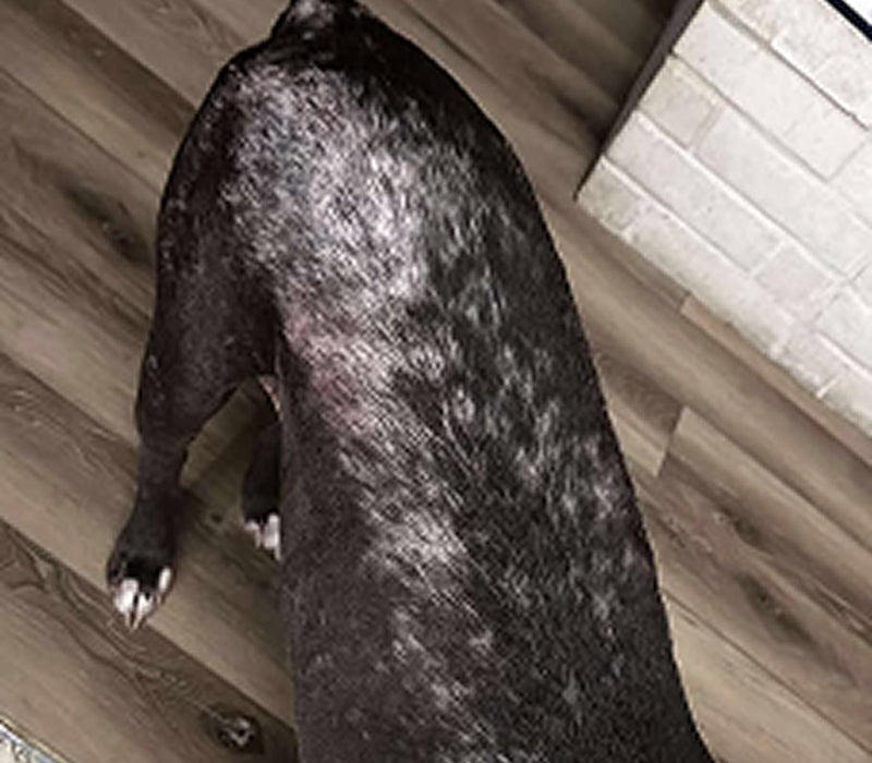 The same dog's back with the patchy areas starting to fill in