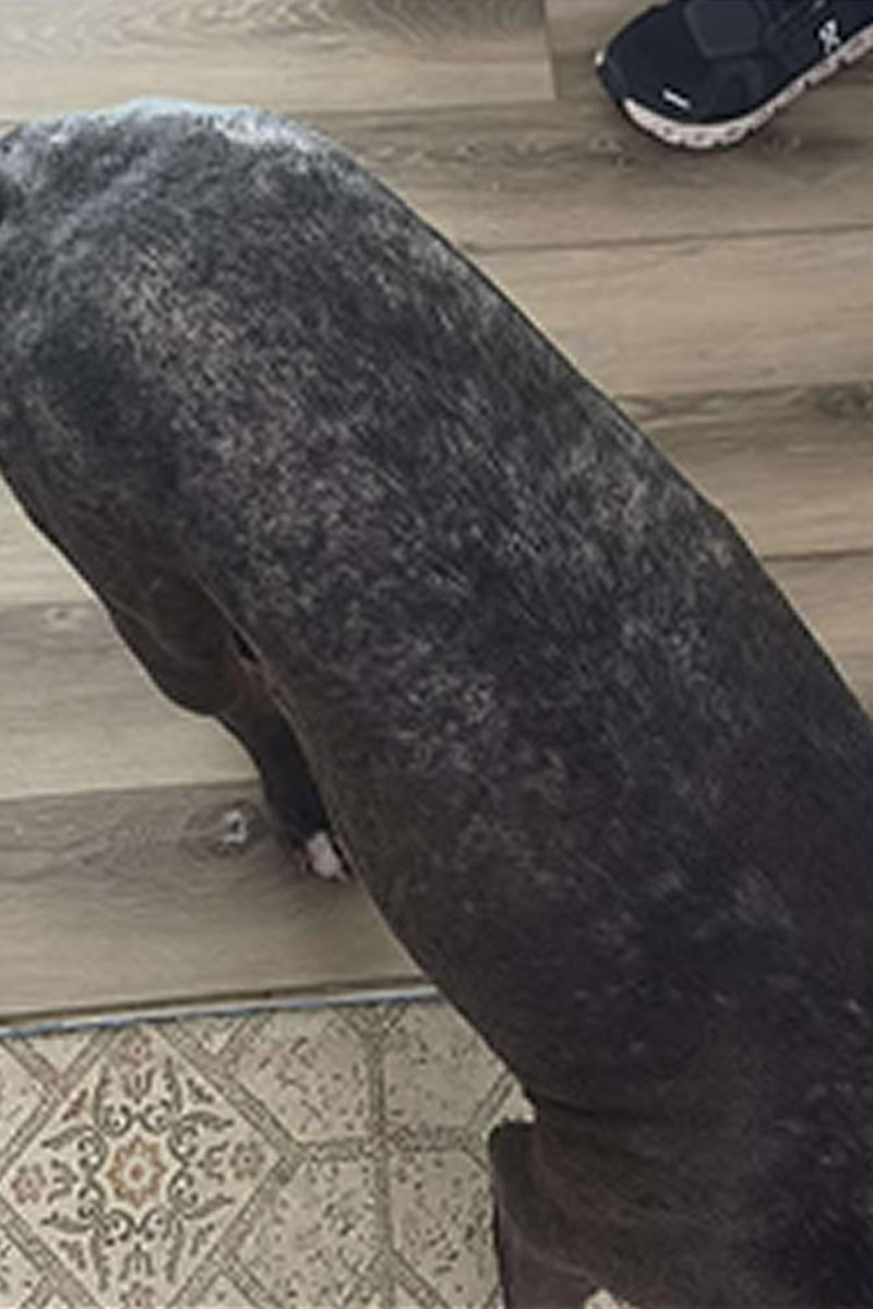 The same dog's back with a noticeably fuller, even coat