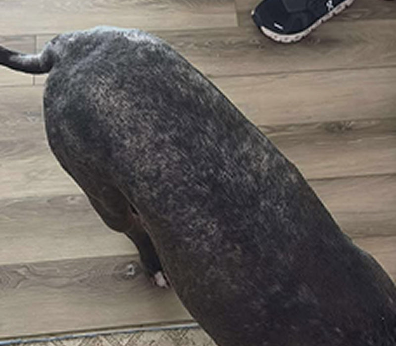 The same dog's back with a noticeably fuller, even coat