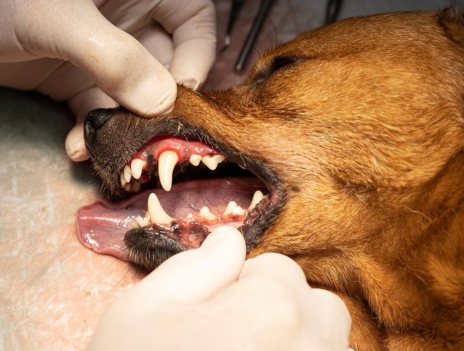 Gloved hands hold open a brown dog's mouth, showing noticeably cleaner, whiter teeth and a clearer gum line.