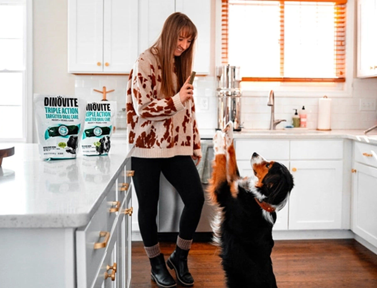 A woman in a kitchen holds out a Dinovite dental chew to a Bernese mountain dog standing on its hind legs, with two bags of Dinovite Triple Action Targeted Oral Care on the counter behind her.