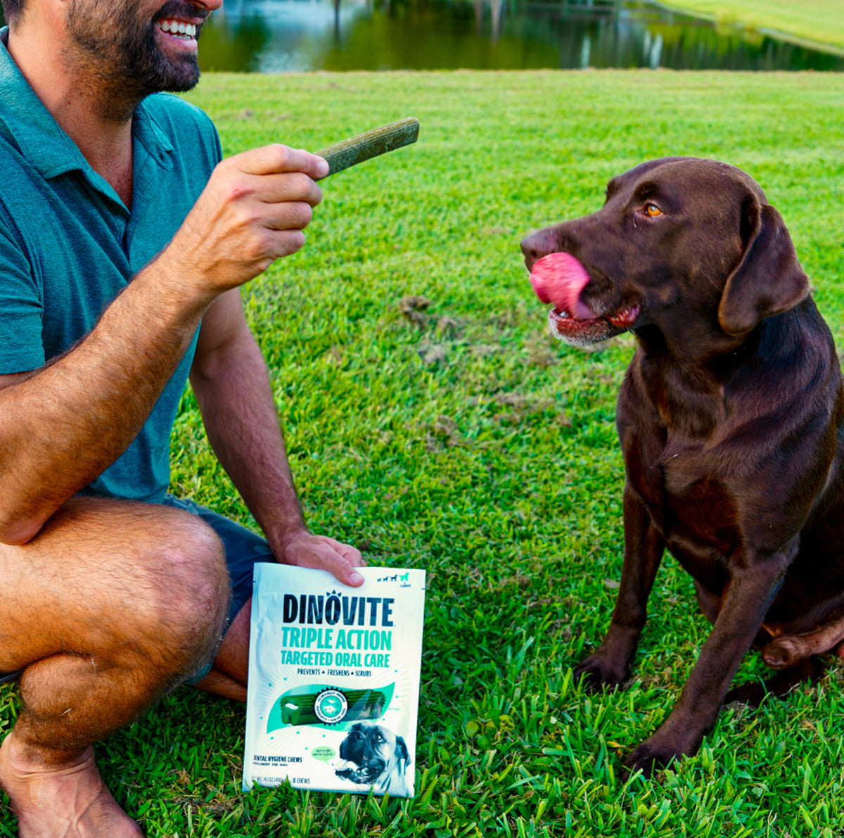 A man offers a Dinovite dental chew to a chocolate Labrador